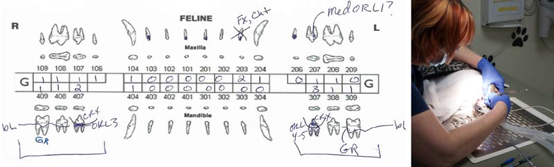 feline-dental-cleanings-cat-cleaning-procedure