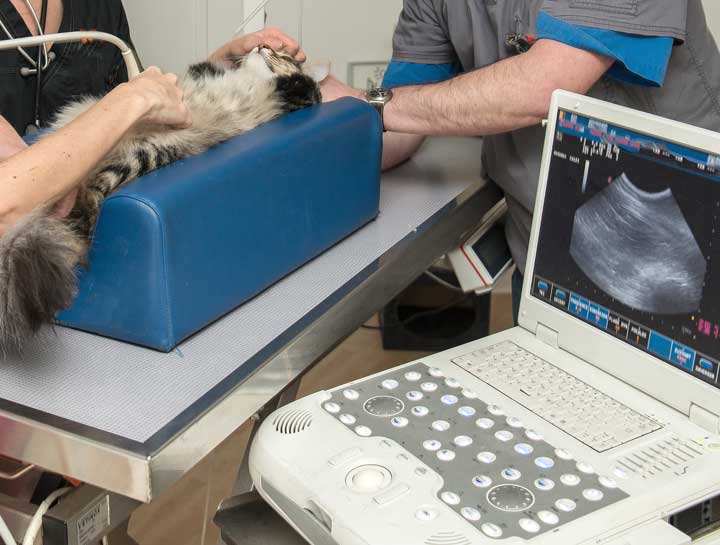 Cat Ultrasound